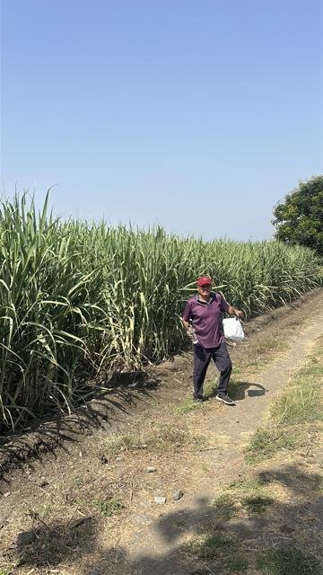 શેરડીનું ખેતર | Gujarat Bio Organics