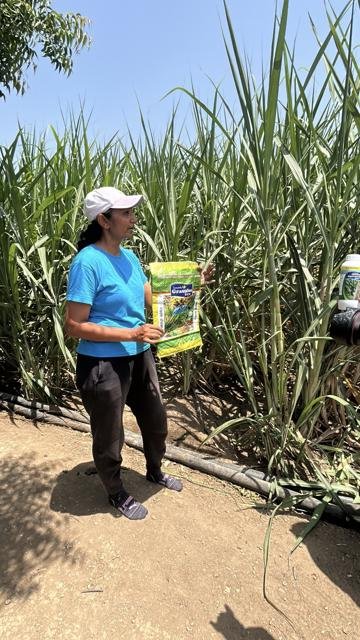 શેરડીના પાકની તપાસ | Gujarat Bio Organics