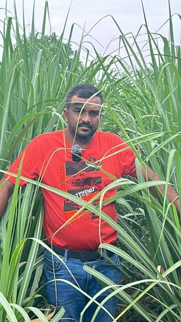 ગાઢ, લીલો શેરડીનો પાક | Gujarat Bio Organics