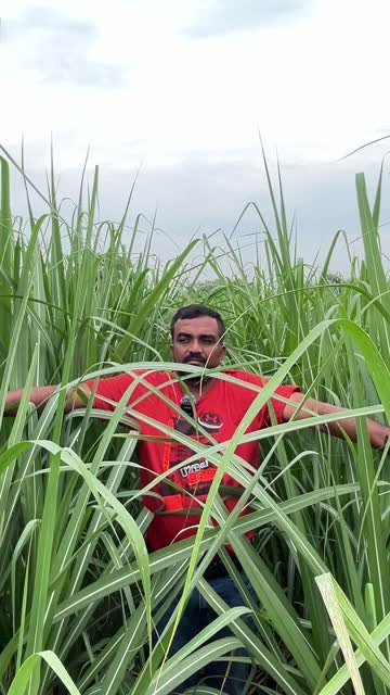 શેરડીના ખેતરની મુલાકાત: પાક અને જમીન